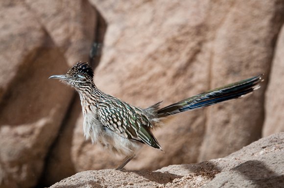 Greater Roadrunner