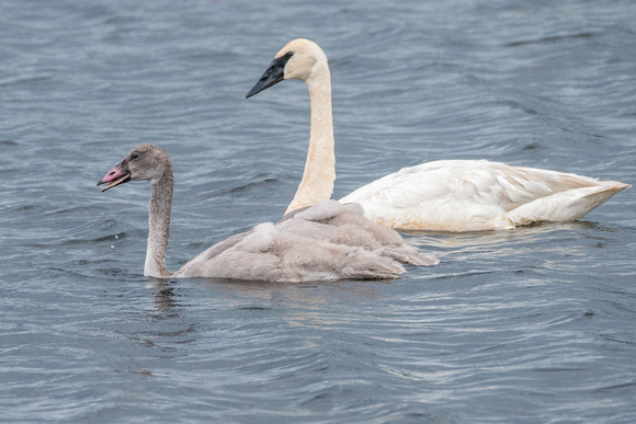 Trumpeter Swan