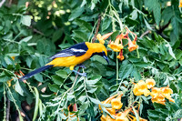Hooded Oriole