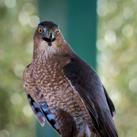 Cooper's Hawk