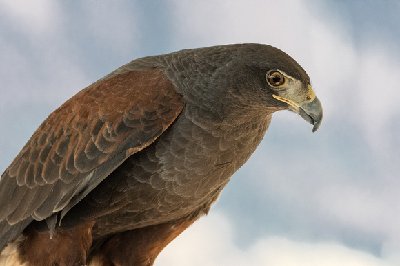 Harris's Hawk