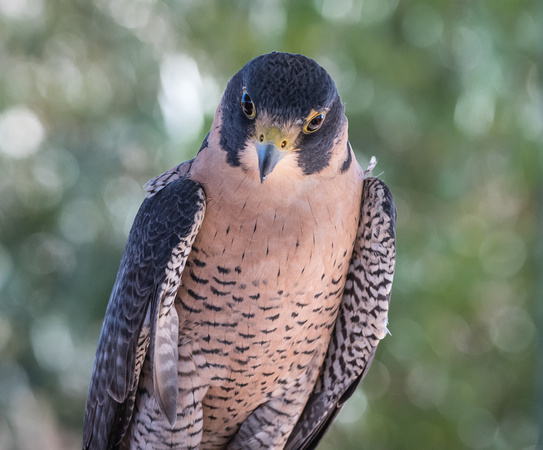Peregrine Falcon