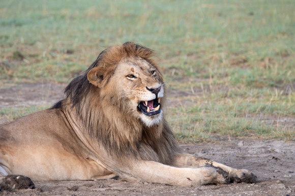 Lion