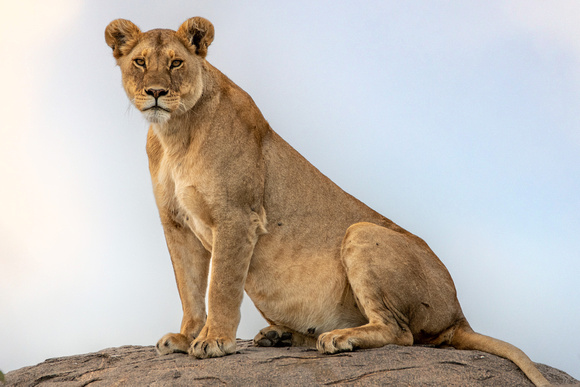 Lion
