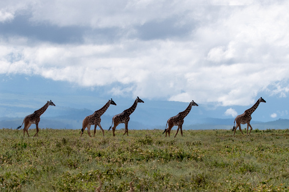 Five Giraffes