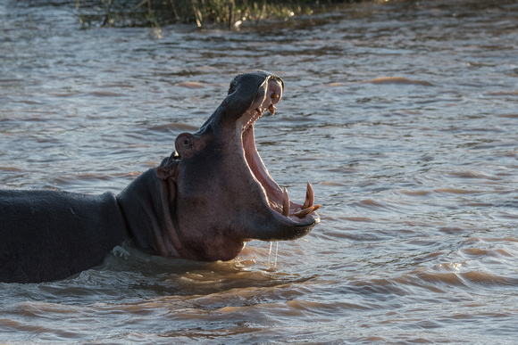 Hippopotamus