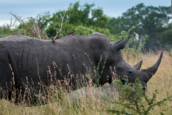 White Rhino