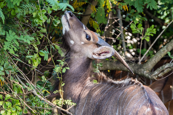 Nyala Browsing