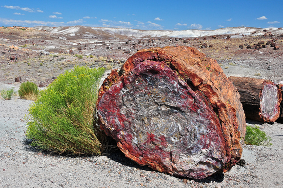 Petrified Logs