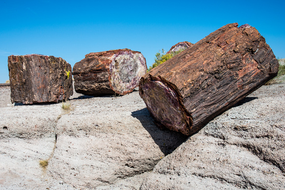 Petrified Logs