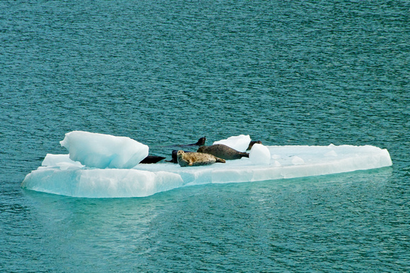 Harbor Seals