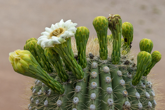 Saguaro