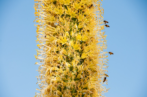 Octopus Agave