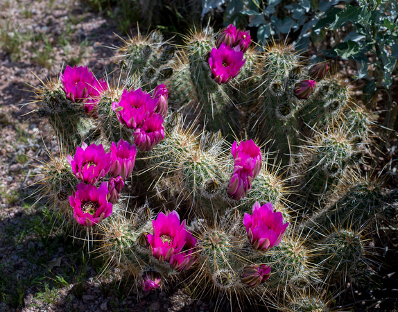 Hedgehog Cactus
