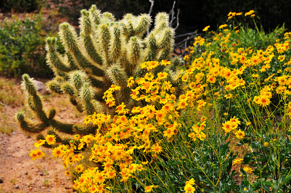 Brittlebush with Teddy Bear Cholla