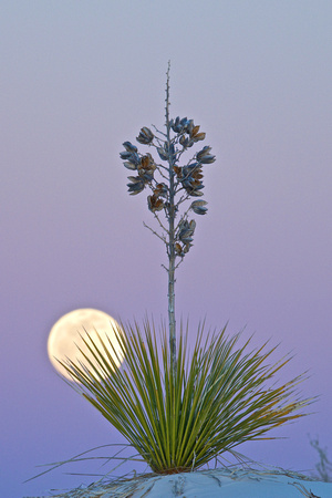 Moonrise